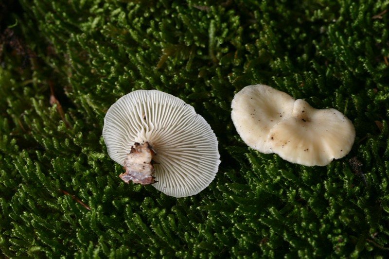 Lentinellus suavissimus?